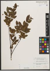 Foto von Salix waldsteiniana Willd.